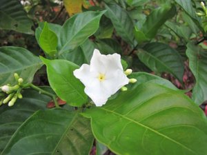 New_BachNgocAnh082011.jpg