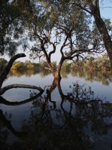 swamp(resize).jpg
