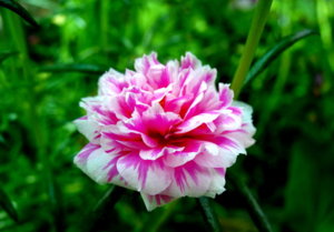 Picture 118_small.jpg