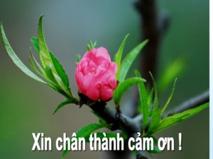 chan-thanh2.jpg