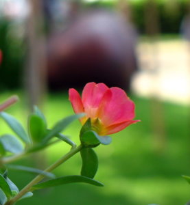 Picture 225_small.jpg