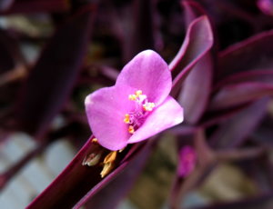 Picture 250_small.jpg