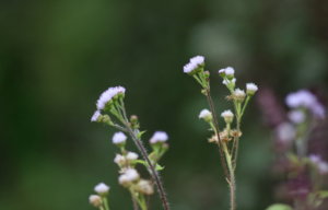 IMG_3690.JPG