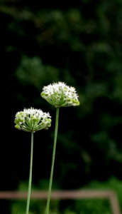 IMG_3714-1.JPG