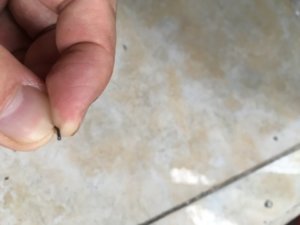 8569E5DF-EE0C-4329-8BD6-0CA52188CDAB.jpeg