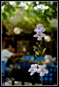 AAA_2902.jpg