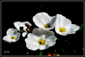 AAA_2319.jpg