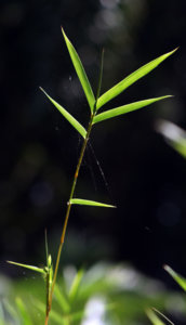 DSC01291-1.JPG