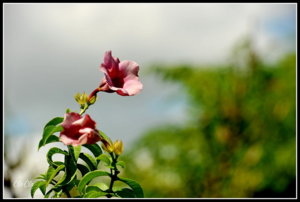 AA0_3909.jpg