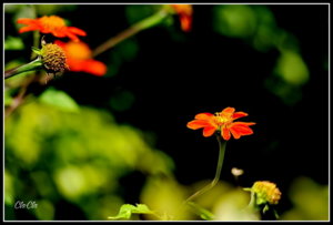 AA0_3948.jpg