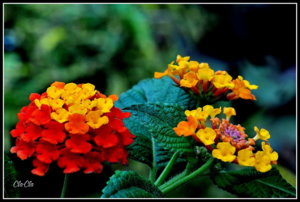 AA0_4104.jpg