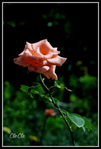 AA0_4109.jpg