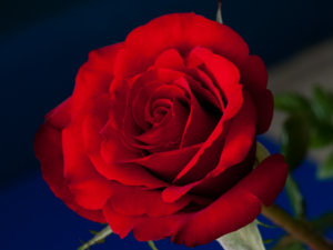 _A263572_web.jpg