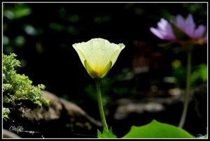 AA0_4332.jpg