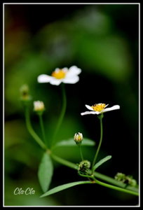 AA0_4626.jpg