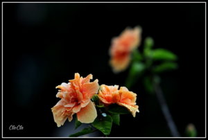 AA0_5218.jpg