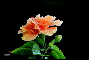 AA0_5208.jpg