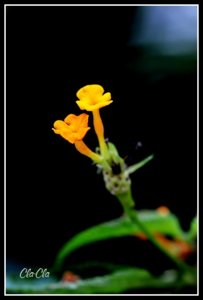 AA0_4642.jpg