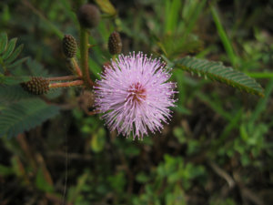 IMG_0070a.jpg