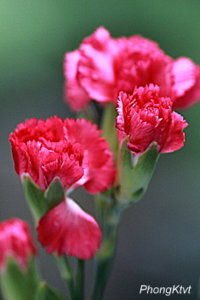 IMG_3711.JPG