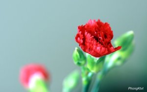 Copy (2) of IMG_3694-G.JPG