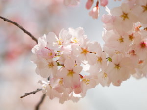 BeautifulFlowers.jpg