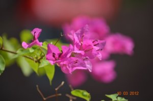 DSC_1566.JPG