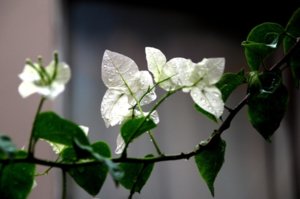 DSC_0700.JPG