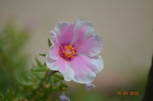 DSC_1969 - Copy.JPG