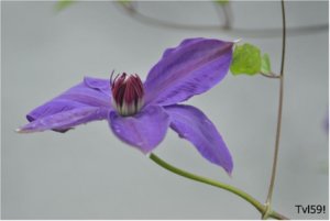018.JPG resize.jpg