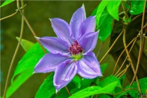 027 flower.jpg Resize.jpg