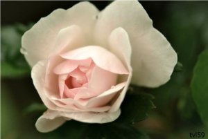 035 flower.jpg Resize.jpg