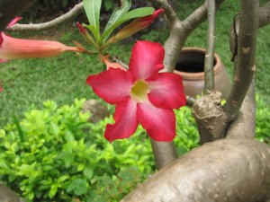 New_04272012_hoa 018.jpg