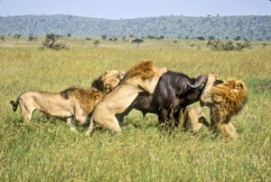 Lions pounce on a buffalo in the Masai Mara Game Reserve, Kenya.jpg