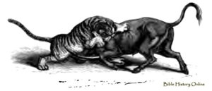 tiger_bufallo_fight.jpg