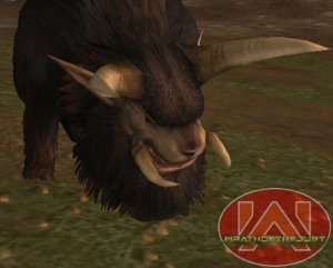 buffalo.jpg