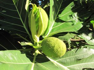 New_07152012_OC 001.jpg