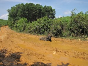 New_cauca_BD_2011 018.jpg