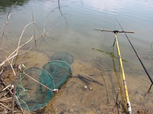 New_cauca_BD_2011 030.jpg