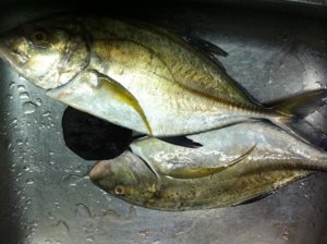 IMG_0332.jpg