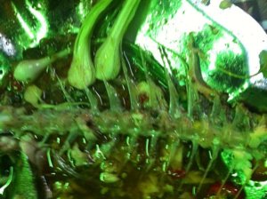 IMG_0339.jpg