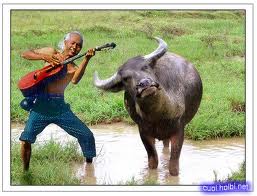 dan khay tai trau.jpg