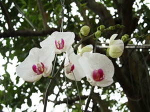 Picture 40711.jpg