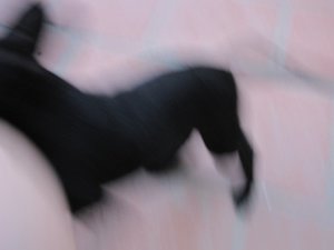 New_09122012horn 006.jpg