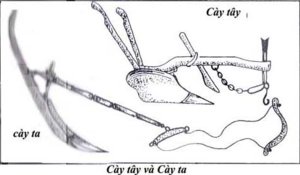 cay.jpg