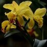 cattleya90